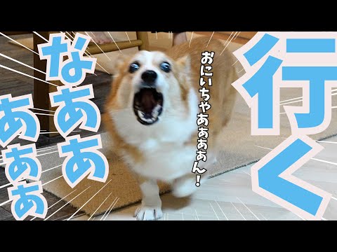 愛する長男が自販機に行っただけで永遠の別れみたいになるコーギー犬