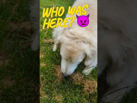 Dogs found unknown animal. Please, help to identify! #shorts #dogs #goldenretriever