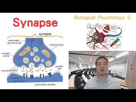 (Eng) Biological Psychology 03: Synapse #synapse #neuron  #neurotransmitters #neuroscience