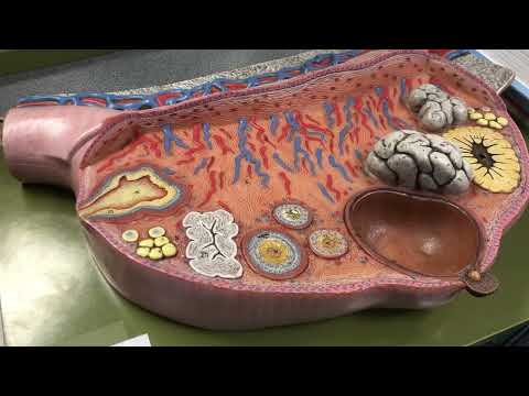 Ovary Model (Anatomy & Physiology I: BIO)