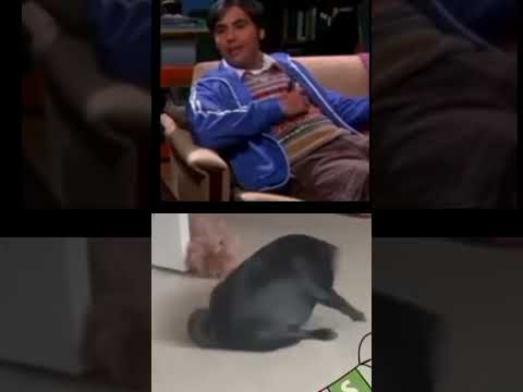 pug mona makes guest appearance on the big bang theory with Raj #funny #fanfiction #tbbt #pets