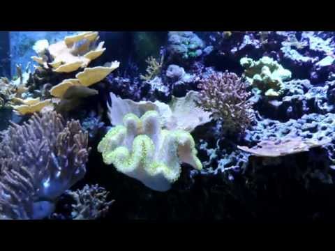 210 Gal Reef Tank 1 Year Anniversary