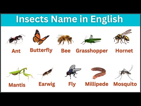 Insects vocabulary | Insects name in English | Insects for kids | #vocabulary | #kidslearning