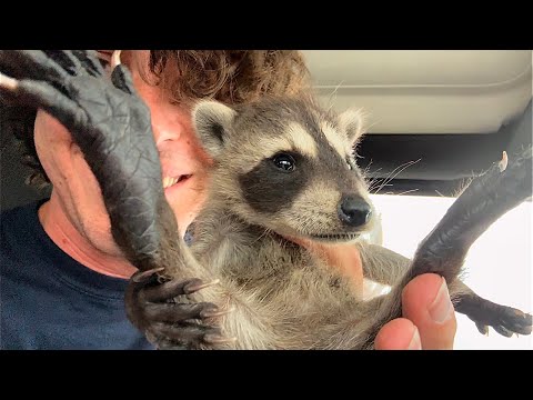 Why I Ate this Baby Raccoon (Apology Video)