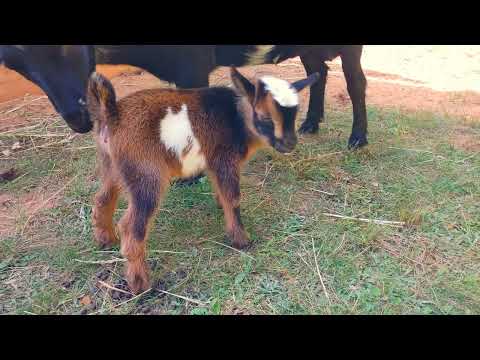 Baby Goat kid Zofia 2 days old(2)