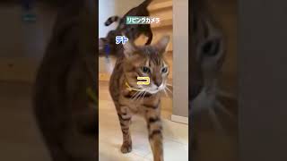 ベンガル全員猛ダッシュ💨 （猫レース10/18）#shorts