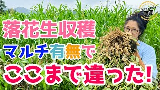 【落花生の収穫】マルチ使う？使わない？栽培結果はどうなった！？マルチ有無で収穫量を比較してみた【雑草対策マルチ栽培】