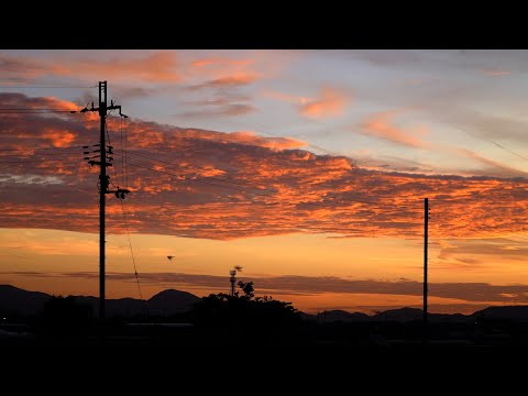 ツバメと田んぼと夕焼けと