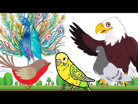 Birds in the World - Pigeons Eagles Peacocks Sparrows - Animal Sounds