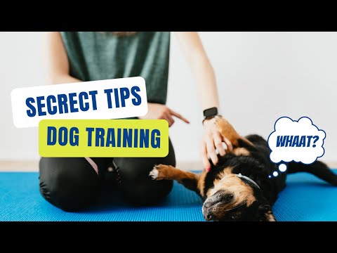 An Intro to Dog Training at Home in Under 5 Minutes