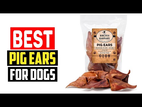 ✅Top 5 Best Pig Ears For Dogs in 2023