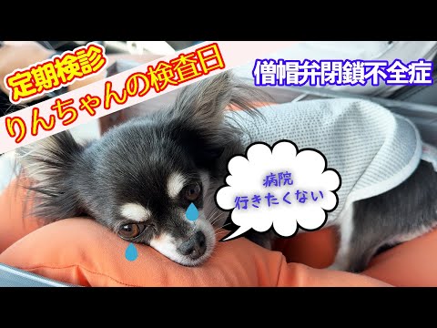 【僧帽弁閉鎖不全症】診断結果は… 保護犬チワワのリンちゃんの心臓病定期検診&40代夫婦のおまけ付き❗️