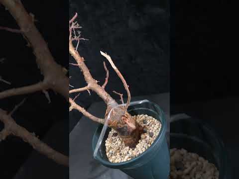 1円～ コンミフォラ・ミルラ 発根管理中 Commiphora myrrha 希少 ベアルート 1円オク 輸入 塊根植物 最落無し