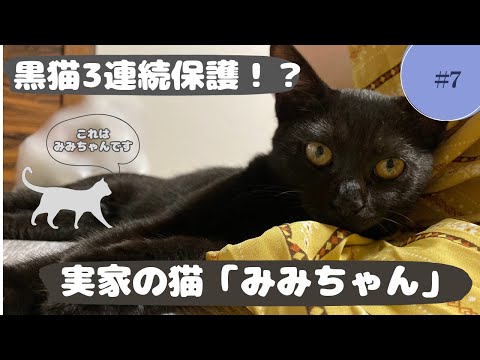 実家の保護猫も実は”黒猫”でした……