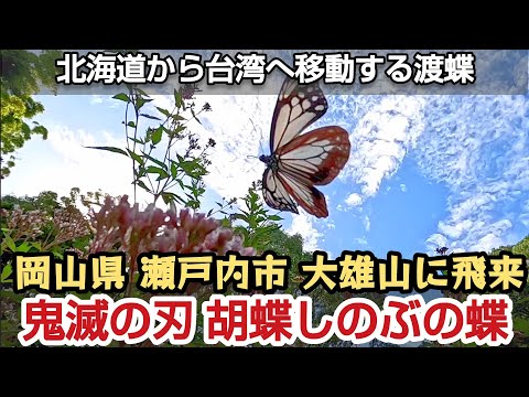 岡山県瀬戸内市に鬼滅の刃、胡蝶しのぶの蝶「アサギマダラ」が飛来しました。