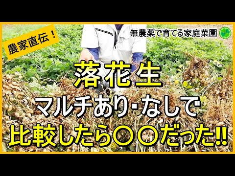 【落花生栽培】千葉半立の収穫！ポリマルチあり・なしで比較した結果【有機農家直伝！無農薬で育てる家庭菜園】　24/10/3