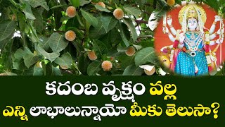 Kadamba Vruksham | Benefits of Kadamba | Kadamba plant | Siddhaguru