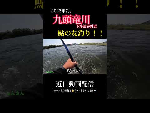 鮎ぴちぴち9 福井県 九頭竜川で鮎の友釣り