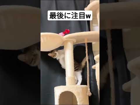 ディズニー感あふれる子猫の驚き方w#shorts