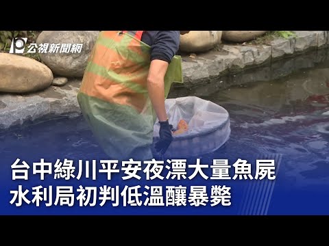 台中綠川平安夜漂大量魚屍 水利局初判低溫釀暴斃｜20241225 公視晚間新聞