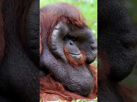 Endangered Species: Orangutan