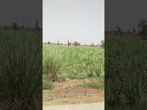 jhang 59 aus 133 658 sugarcane 29-04-2024 third application