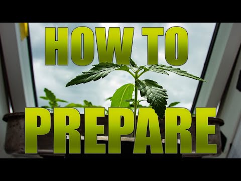 How to start Cannabis Seedlings (for outdoor Growing)