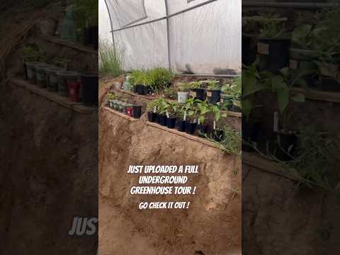 Today on the Homestead: Sneak Peek of Our Underground Greenhouse | Watch Full Tour Now! #shorts