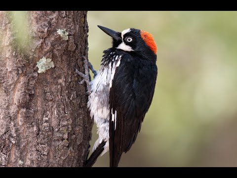 Pájaros Carpinteros: 26 Picamaderos con Nombre y Localidad Geografica