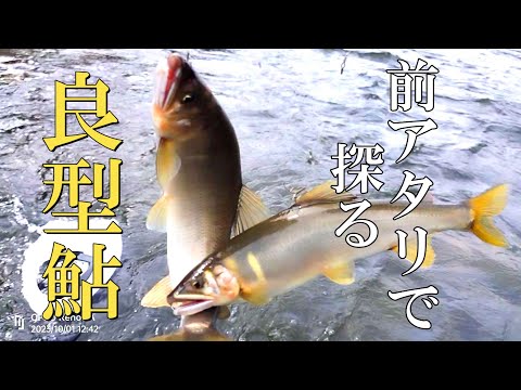 鮎釣り　泳がせ釣りしたら野アユの反応が急増↑↑↑【前アタリ】