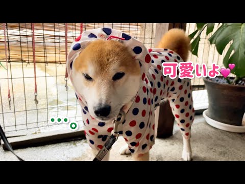 柴犬何しても可愛いです＾＾