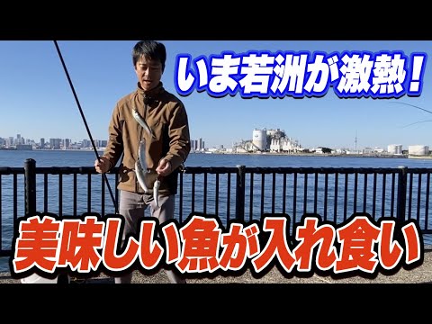 【東京湾奥】若洲海浜公園 豊洲ぐるり公園 東扇島西公園の最新釣果情報をレポート！