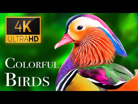 The Most Colorful Birds in 4K - Beautiful Birds Sound in the Forest | Scenic Relaxation Film