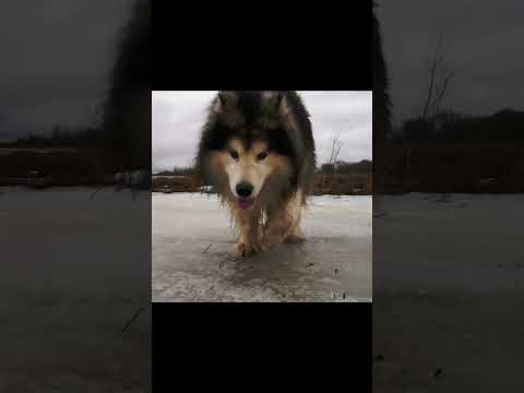 Dog videos / Dog walking like a lion on snow #puppy #shorts #ytshorts #dog