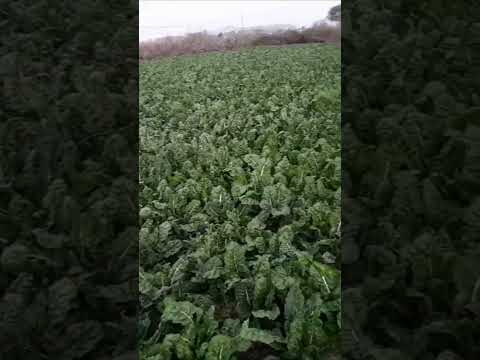 Farming in Africa