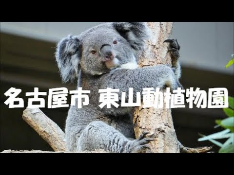 名古屋市 東山動植物園＃動物園#コアラ