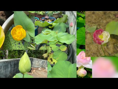 താമരതോട്ടത്തിലെ വിശേഷങ്ങൾ /A Cleaning Day #malayalam #gardening #viralvideo #trending #youtube