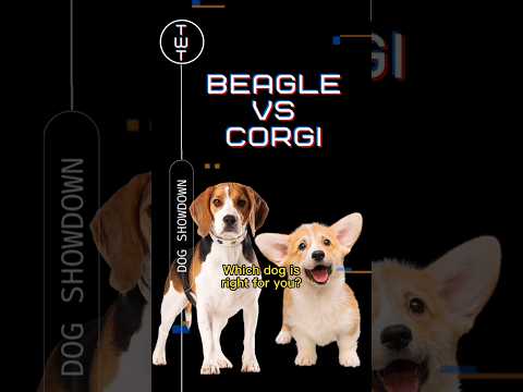 Showdown: Beagle vs Corgi.  Which Would You Choose? #doglover #shorts