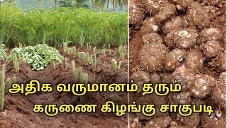 கருணை கிழங்கு சாகுபடி || yam cultivation in tamil || uzhavan magan