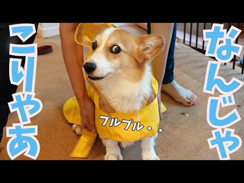 普段裸族の愛犬にレインコートを着せたらこうなりました