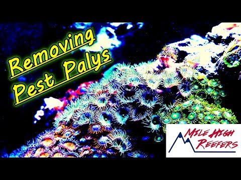 Removing Pest Palythoas From My Reef Tank