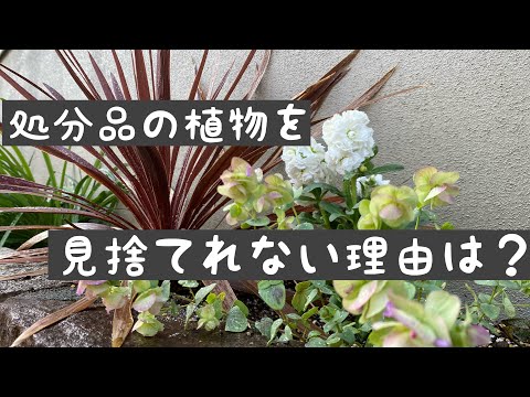 才能開花