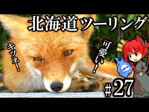 キツネってかわいいよね 北海道ツーリング2023年 Part27 紲星あかり車載 [VOICEROID車載]