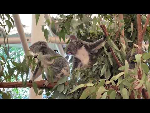 澳洲自由行/龍柏動物園最佳欣賞無尾熊的地方 竟然是 園區餐廳的戶外用餐區