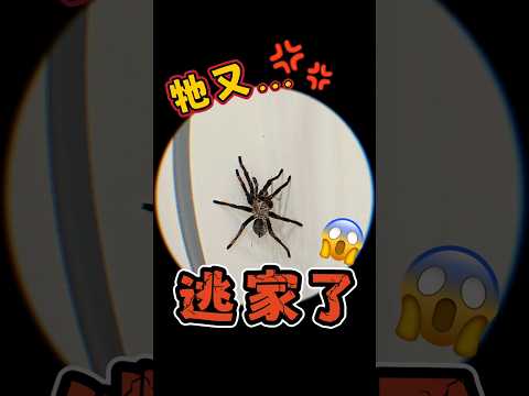 天啊！牠竟然又逃家了啦😱bad spider😵‍💫 112.05.13