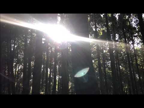 森とひぐらし（Japanese summer landscape. Forest and cicada）