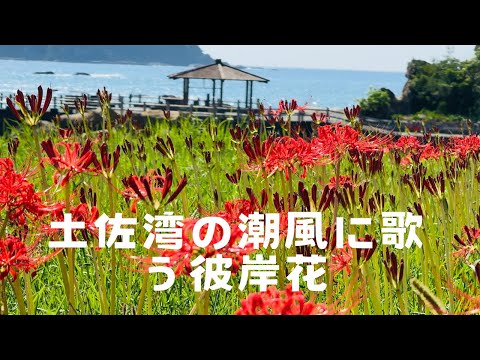 竜串湾(高知)の潮風にそよぐ彼岸花