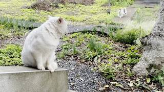 三毛母猫の旦那さんが家族に愛されてるんだなぁって分かる動画[三毛母猫の旦那]