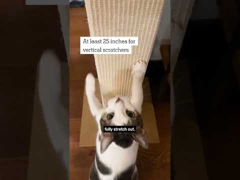 Why Most Cute Cat Scratchers Suck