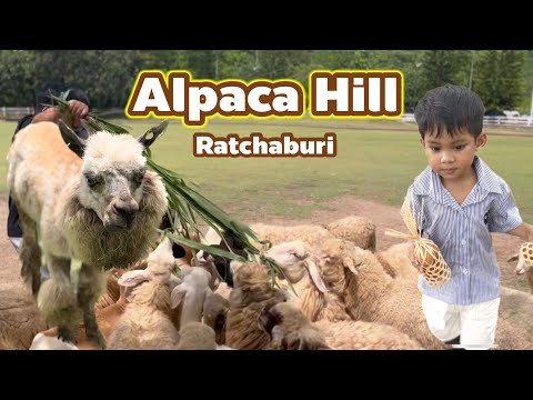 EP:13 Alpaca Hill สวนผึ้ง จ.ราชบุรี (1/8/66)